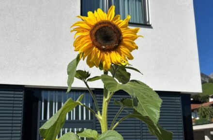 Blühender September im OptimaMed Rehabilitationszentrum für Kinder und Jugendliche Wiesing